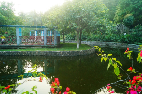 池塘鲜花美景