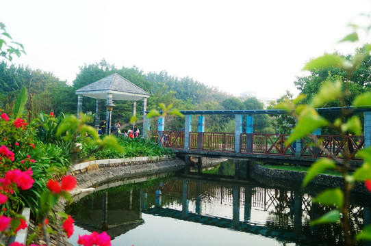池塘鮮花美景