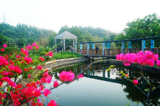 池塘鮮花美景