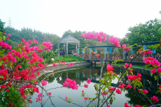 池塘鮮花美景