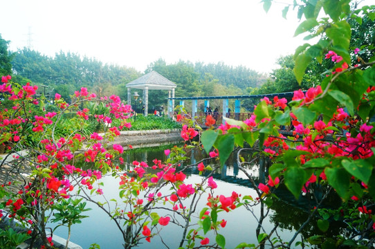 池塘鲜花美景