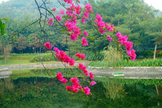 池塘鲜花美景