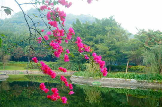池塘鮮花美景