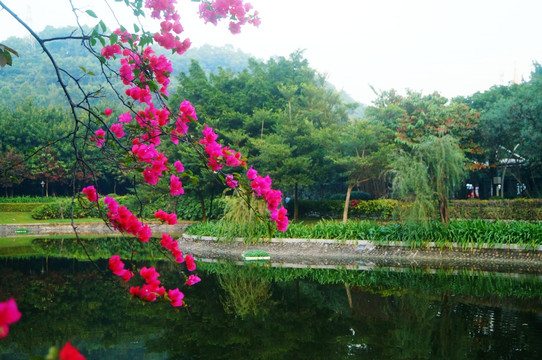 池塘鮮花美景