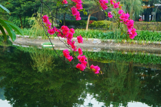 池塘鲜花美景