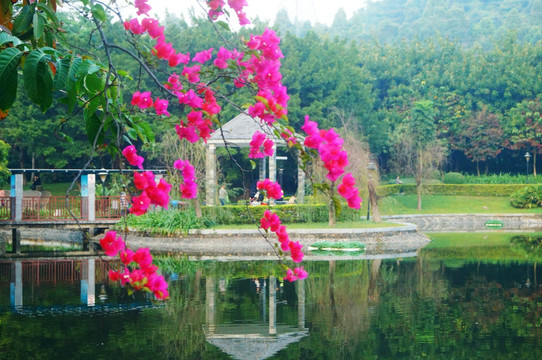 池塘鮮花美景