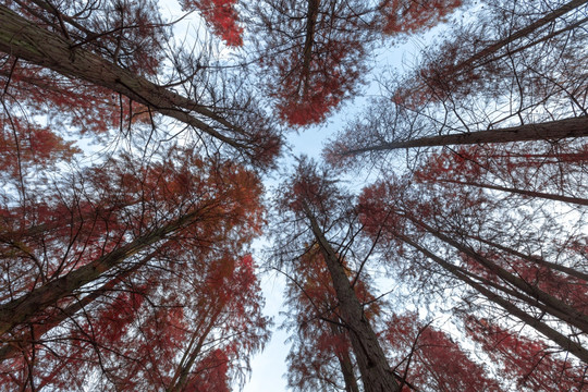 风景