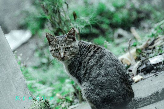 猫咪 宠物