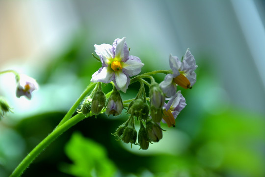 洋芋花 土豆花