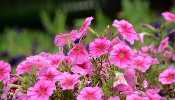 粉色野花