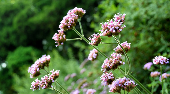 薰衣草花