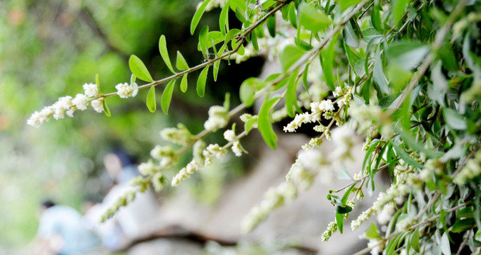 水锦树 白花