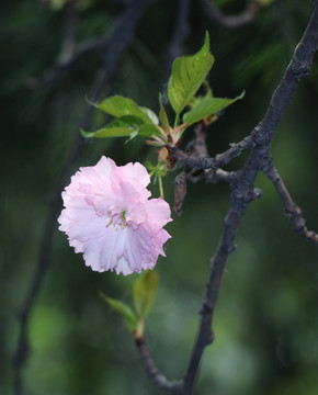 樱花开了