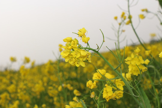 油菜花