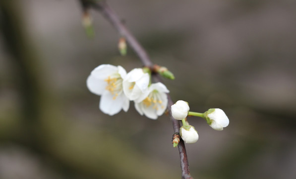 李花开了 春风村