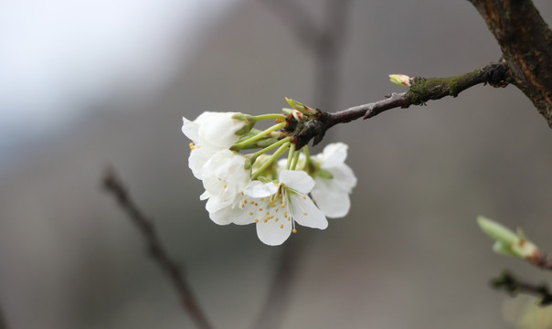 李花开了 春风村