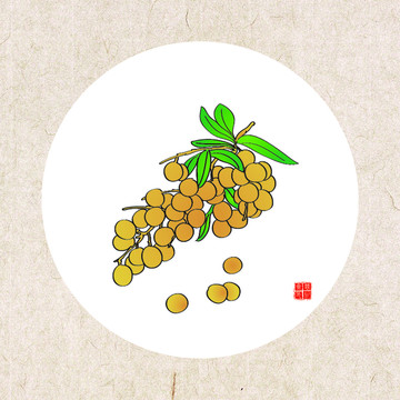手繪桂圓 龍眼