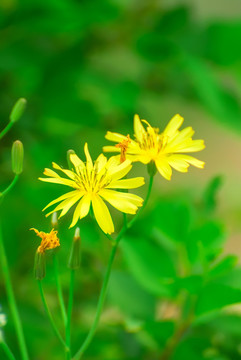 雏菊