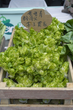 有机蔬菜 定点蔬菜 儿菜