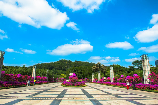 深圳莲花山 簕杜鹃 市民中心