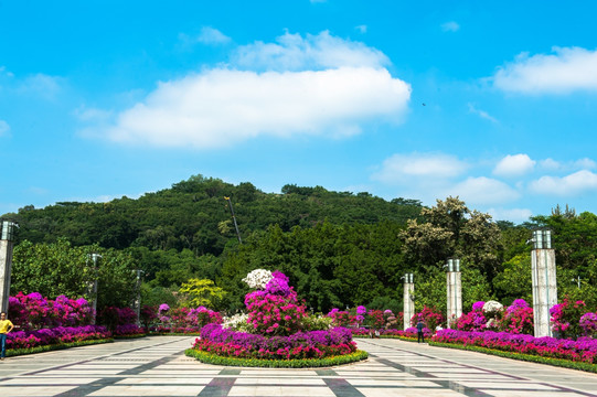 深圳莲花山 簕杜鹃 市民中心