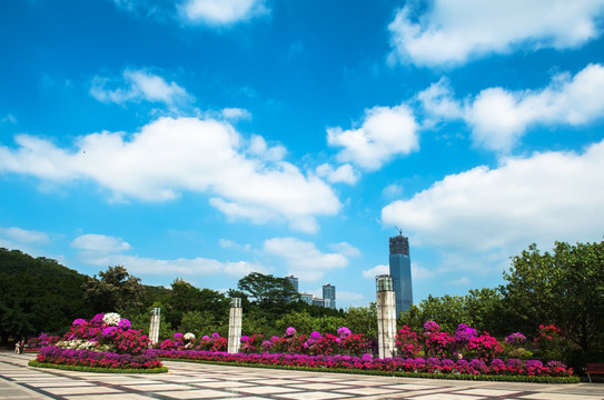 深圳莲花山 簕杜鹃 市民中心