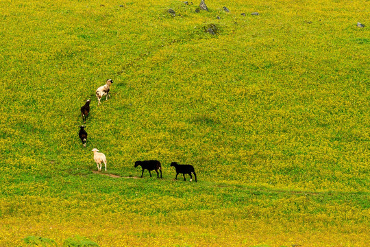 牧场上的生态羊