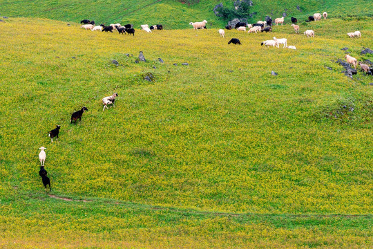 生态养殖羊群