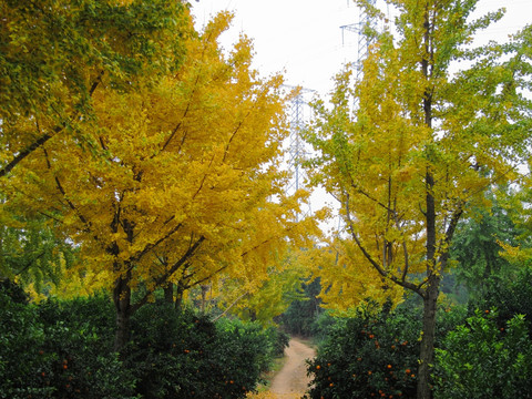 银杏树