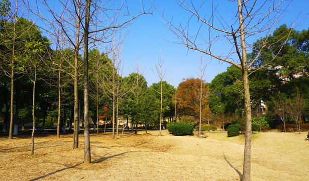 湖南农大校园风景