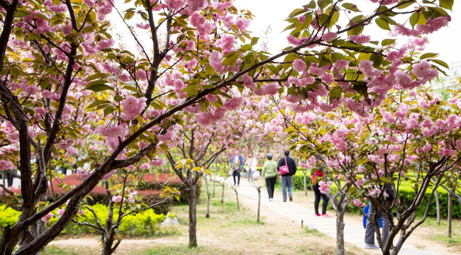 樱花