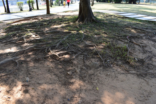 榕树地面的突起树根错乱分布