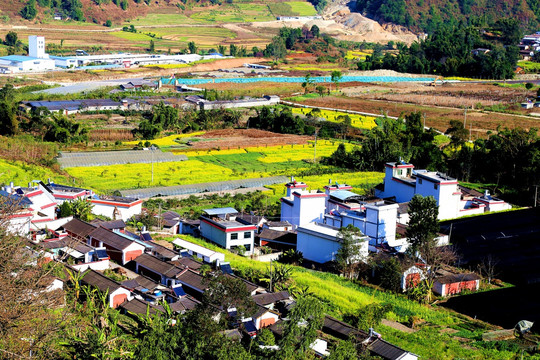 美丽家园 油菜花