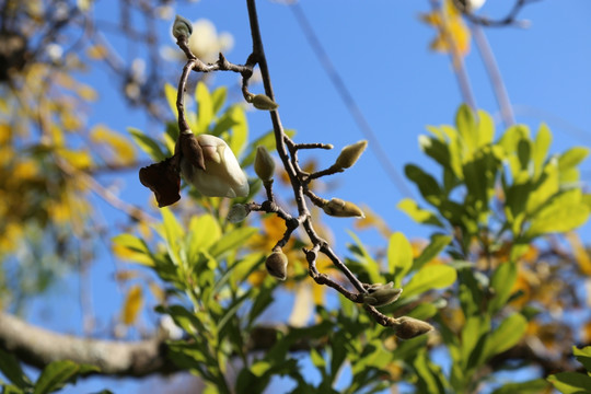 白玉兰 花 花朵 玉兰 植物