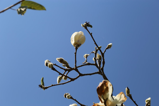 白玉兰 花 花朵 玉兰 植物