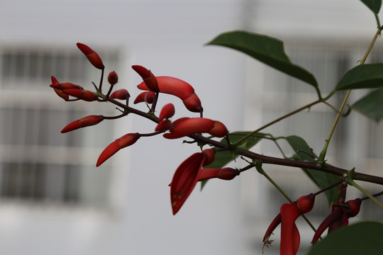 红花刺桐 鸡冠刺桐 刺桐