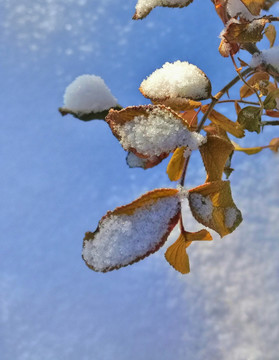 冬季 冰雪世界 阳光 白雪