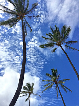 椰树 棕榈树
