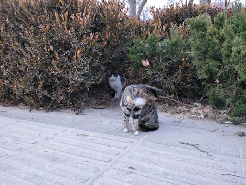 猫咪 猫 流浪猫 自由猫