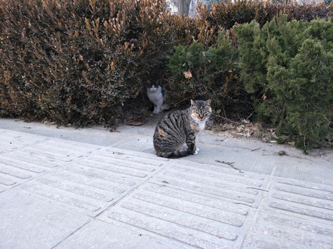 猫咪 猫 流浪猫 自由猫