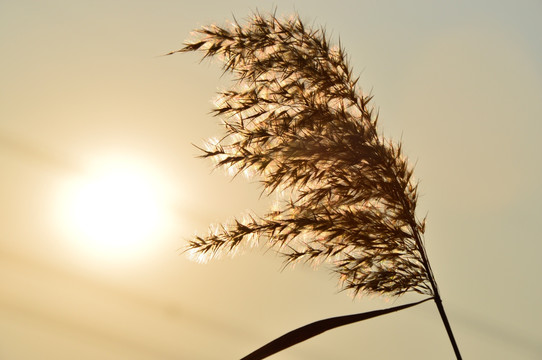 夕阳下的芦苇