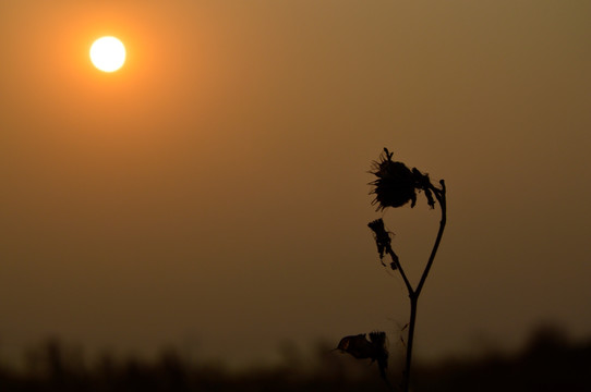 夕阳下的枯草