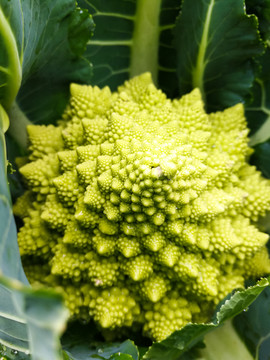 宝塔花菜特写