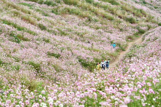 开满波斯菊的山坳