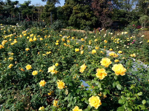 黄色玫瑰 玫瑰园 玫瑰种植