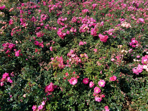 粉红色玫瑰 玫瑰园 玫瑰种植