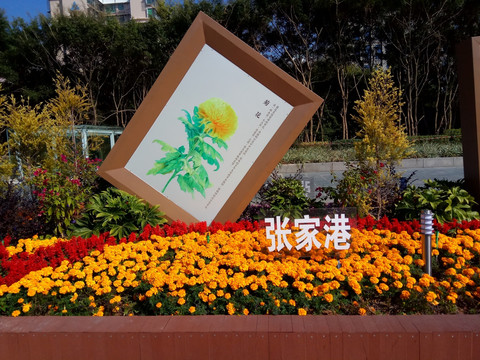 张家港市花 菊花 园林景观