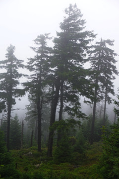 雾中原始森林