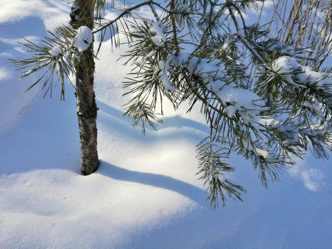 冬季 冰雪 光影 唯美的世界