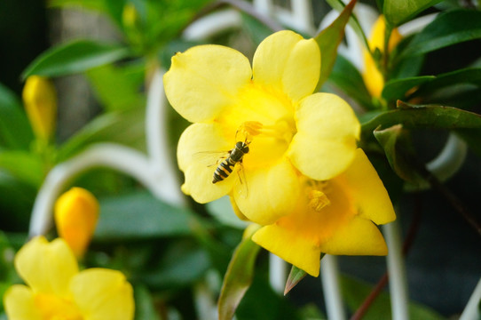 蜜蜂采花